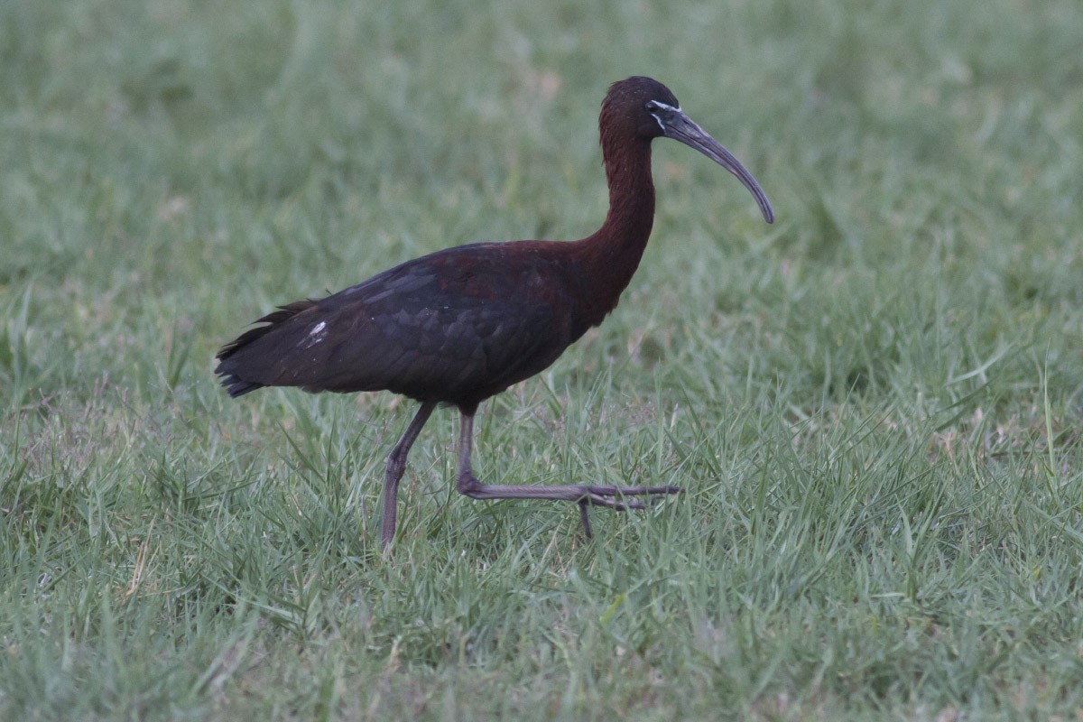 ibis hnědý - ML49587371