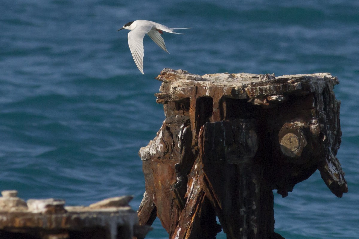 Roseate Tern - Michael Todd