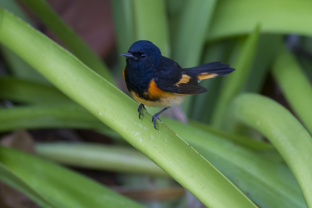 American Redstart - Michael Todd