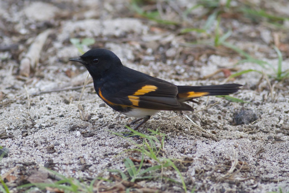 American Redstart - Michael Todd