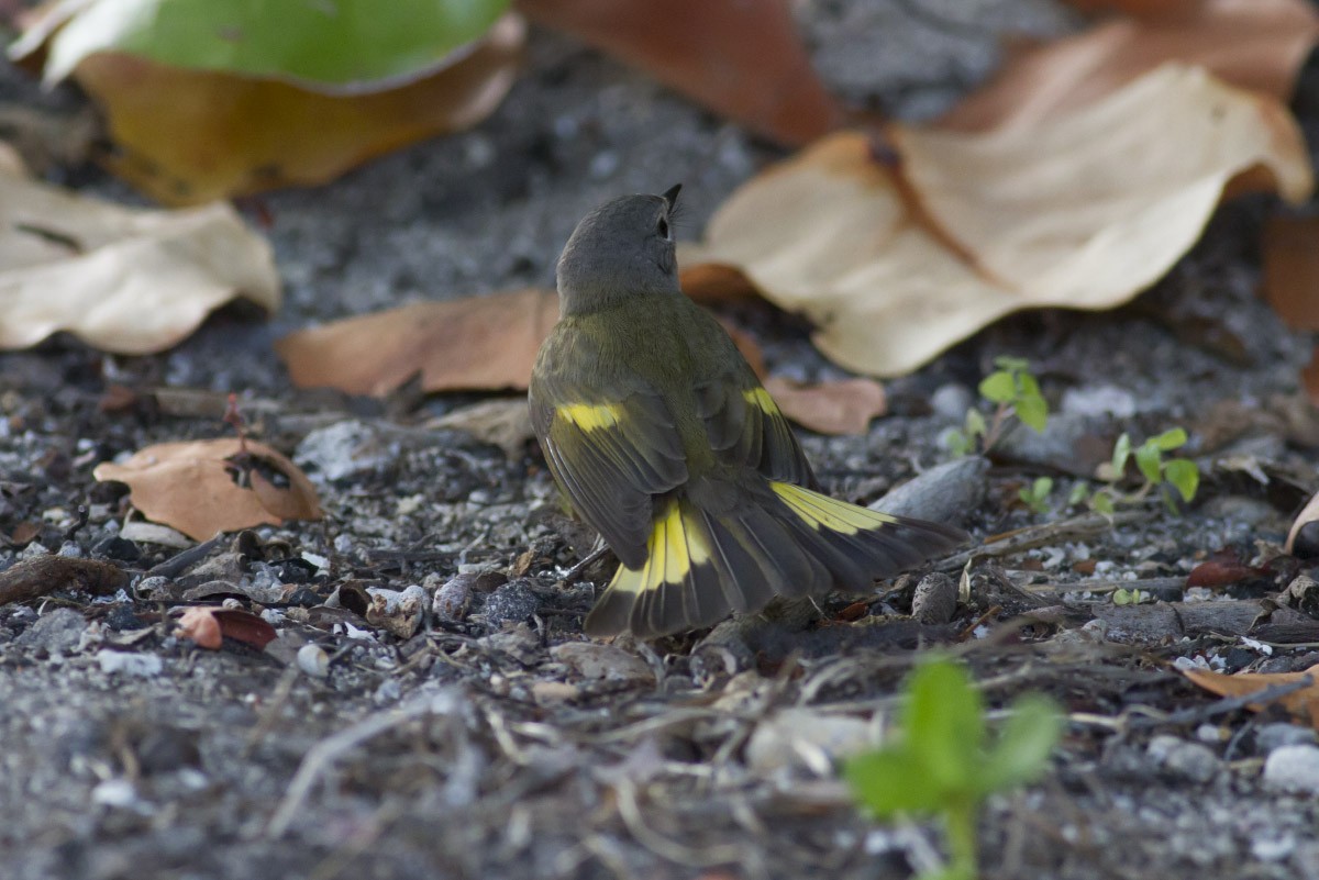 American Redstart - Michael Todd