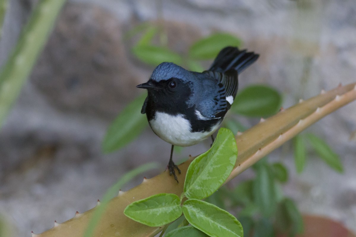 Black-throated Blue Warbler - Michael Todd