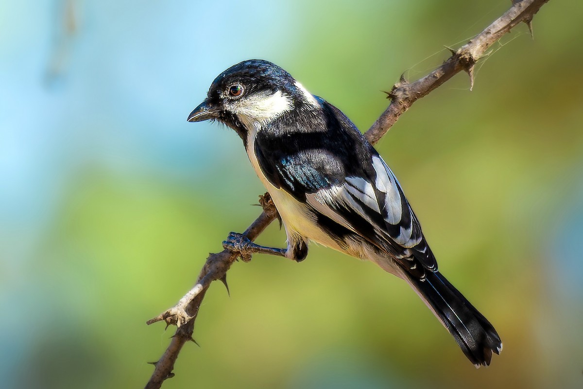 White-naped Tit - ML495876141