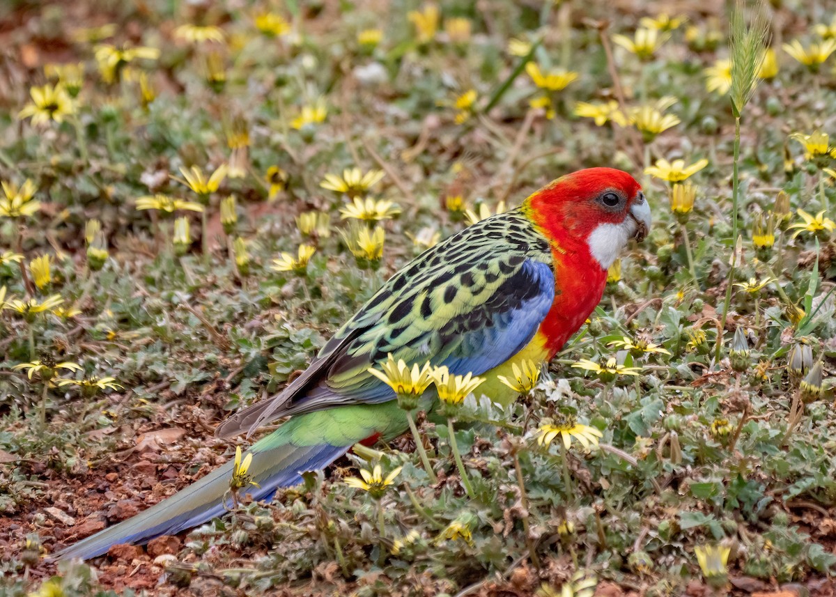 Eastern Rosella - ML495876171