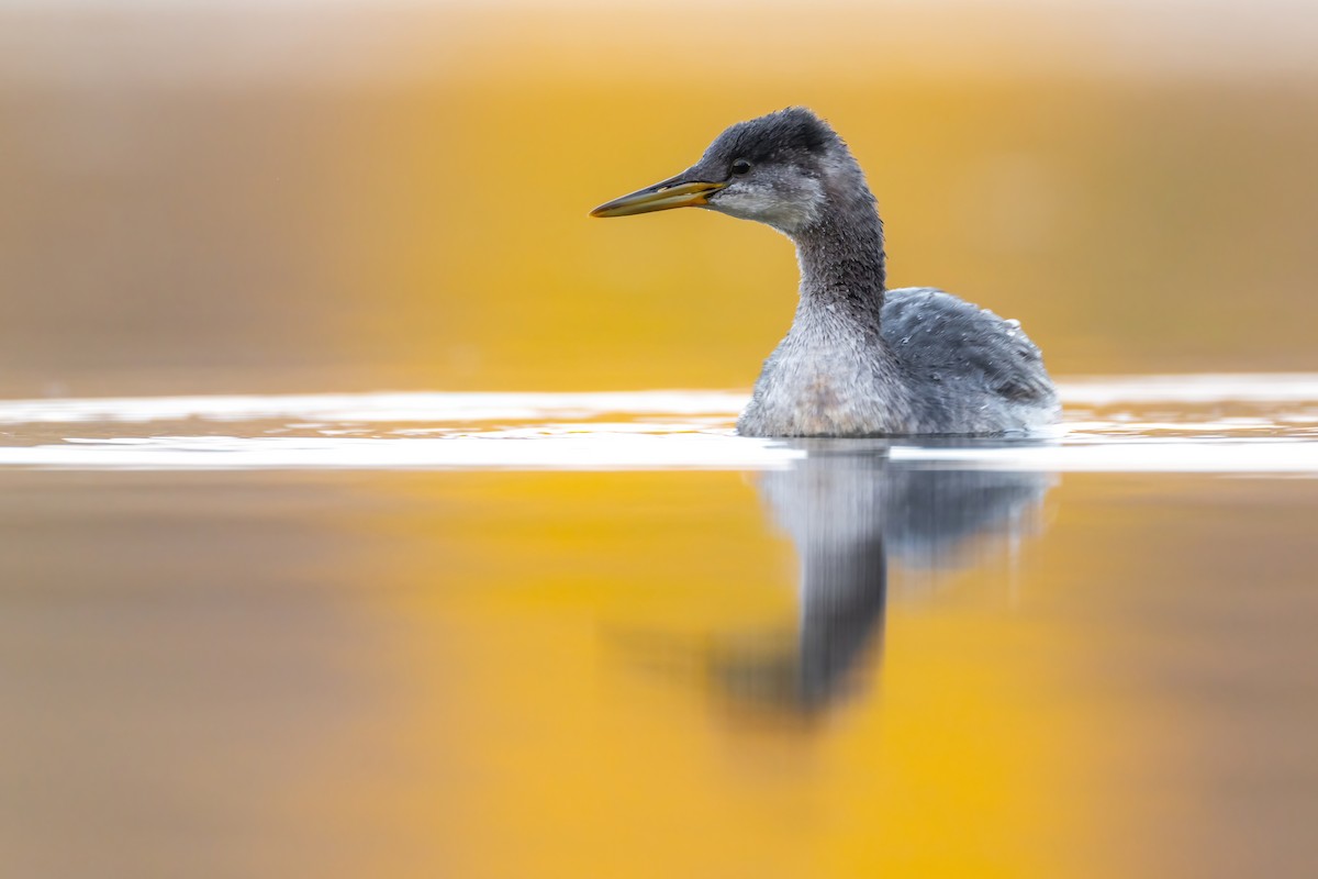 Red-necked Grebe - ML495878891