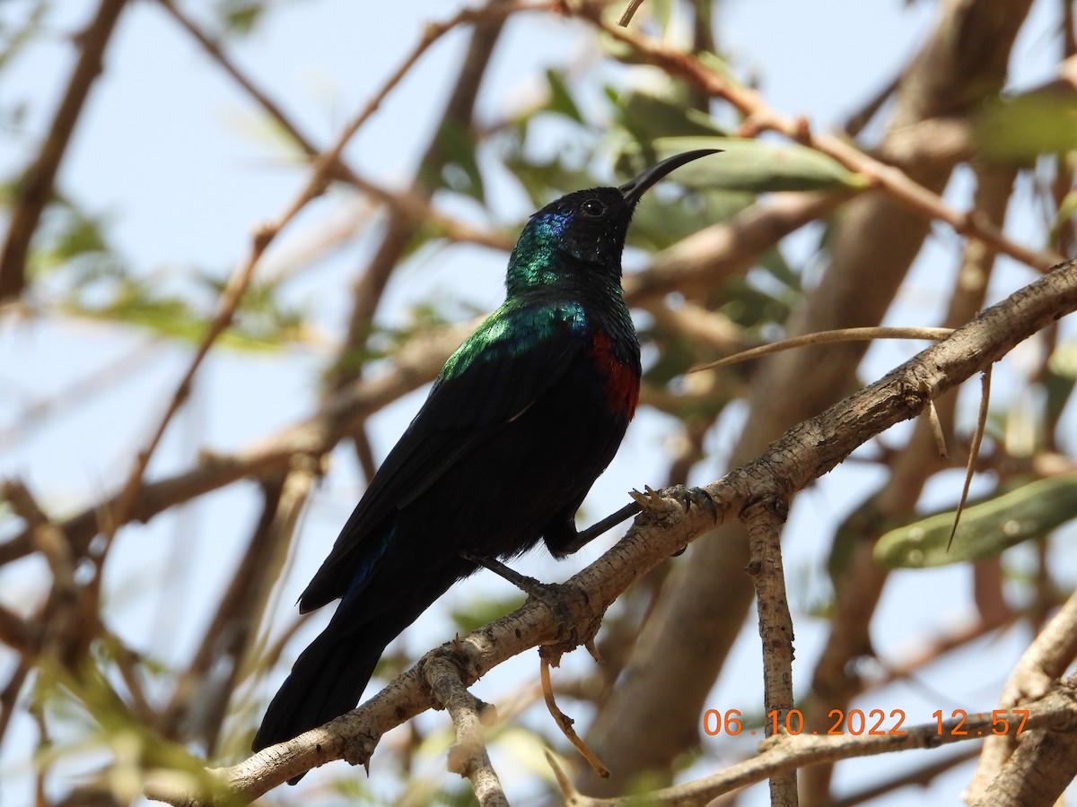 Arabian Sunbird - ML495879221