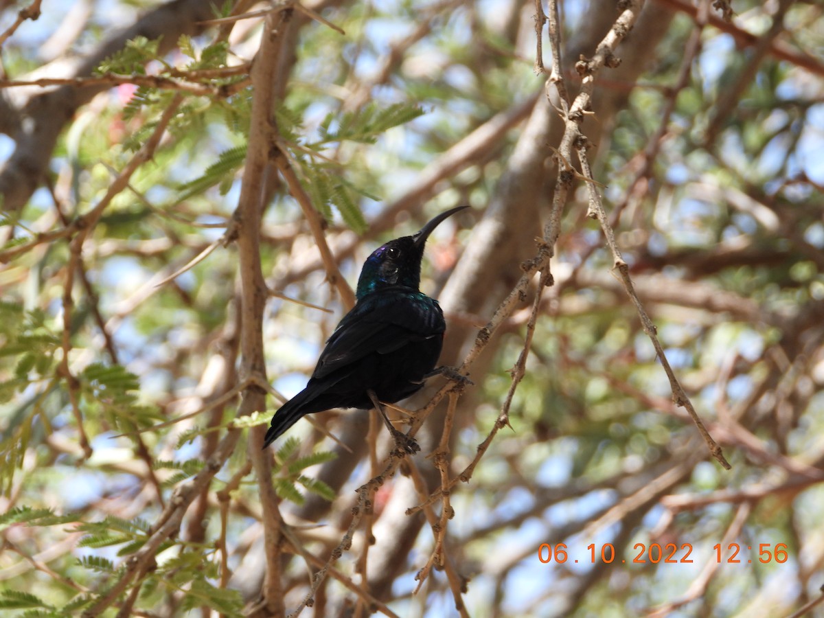 Arabian Sunbird - ML495879231
