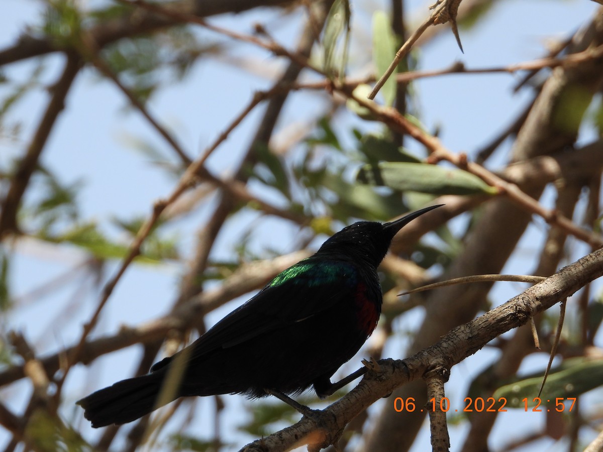 Arabian Sunbird - ML495879261