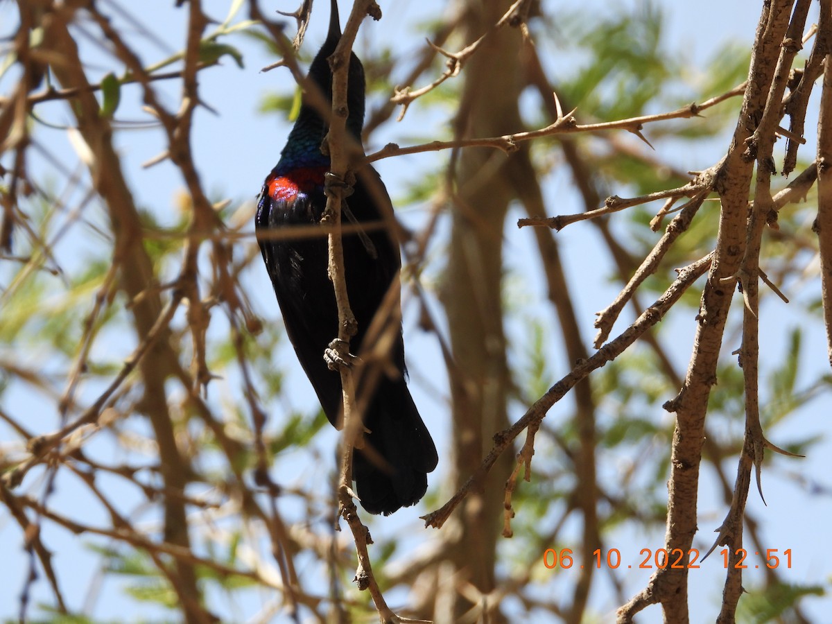 sunbird sp. - ML495879321