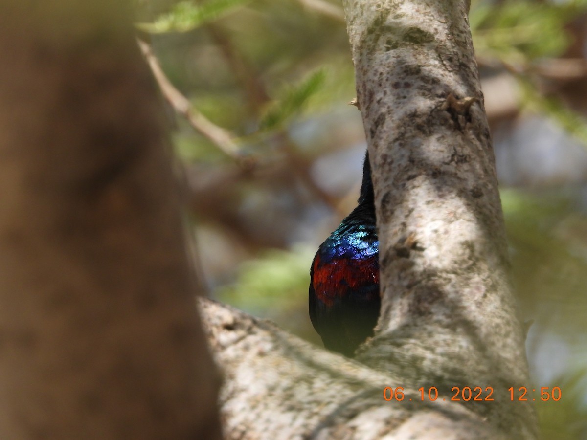 sunbird sp. - Ghaith Hammouri