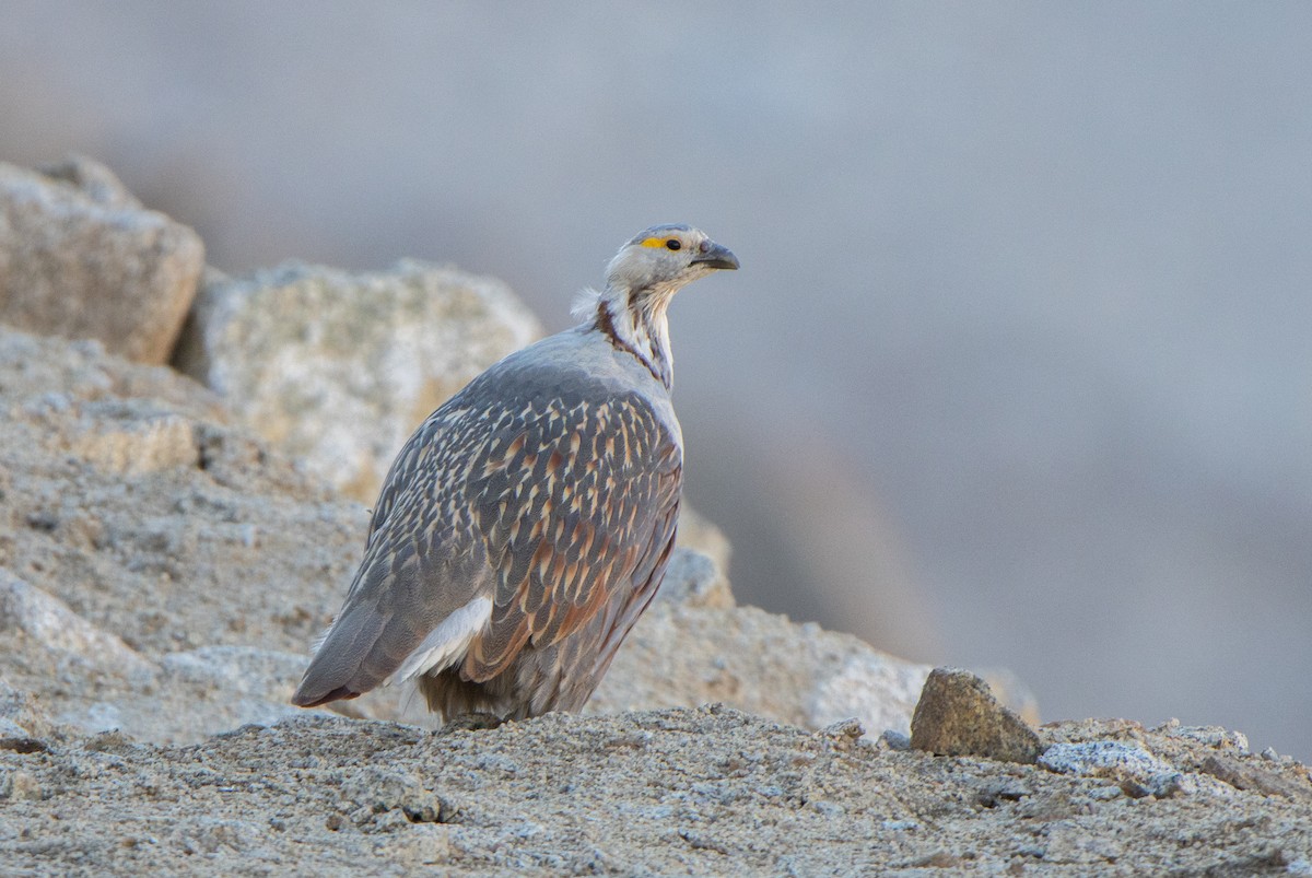 Himalayan Snowcock - ML495880031