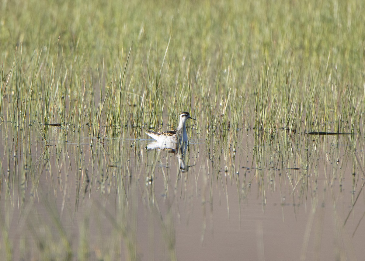 Red-necked Phalarope - ML495880381