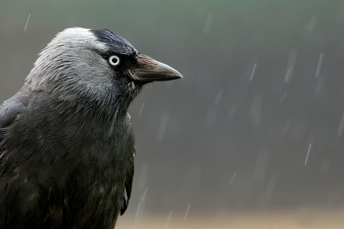 Eurasian Jackdaw - David Irving