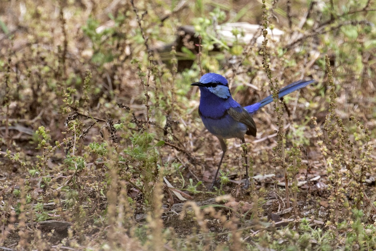 Splendid Fairywren - Charley Hesse TROPICAL BIRDING