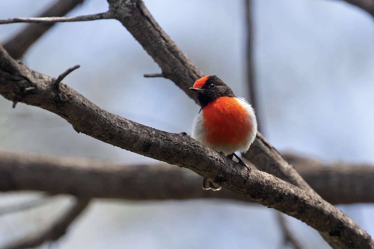 Red-capped Robin - Charley Hesse TROPICAL BIRDING