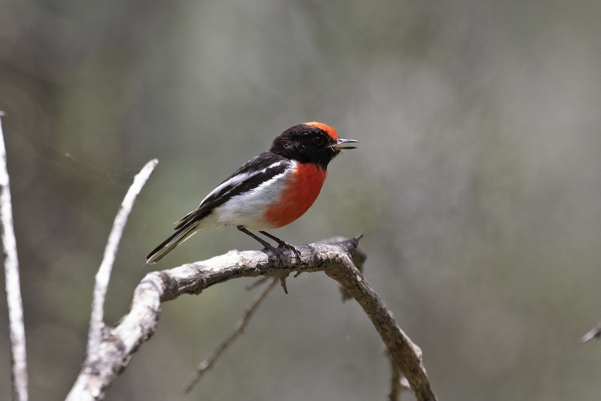 Red-capped Robin - Charley Hesse TROPICAL BIRDING