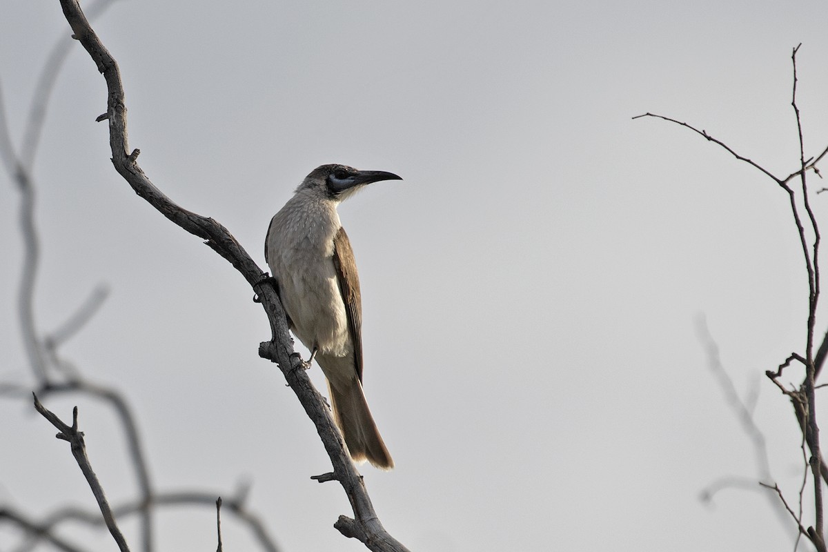 Little Friarbird - ML495881981