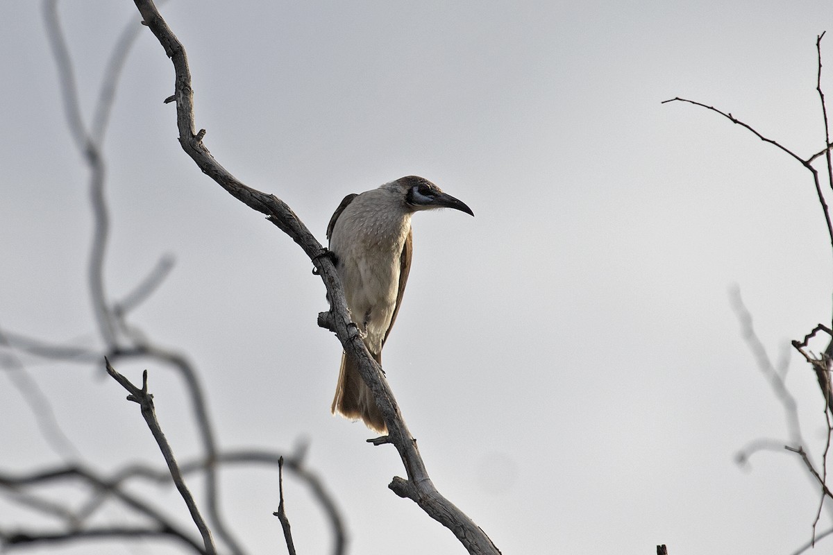 Little Friarbird - ML495881991