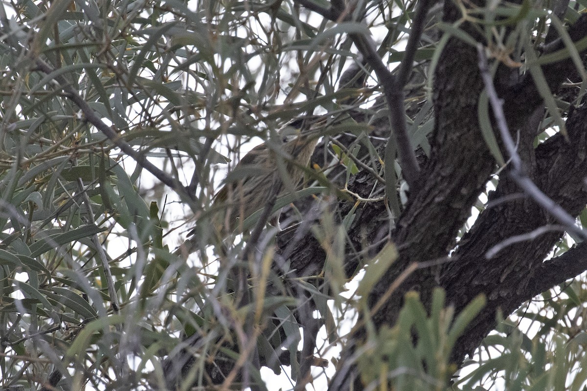 Singing Honeyeater - ML495882911