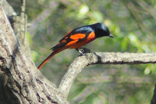 Minivet écarlate - ML49588431