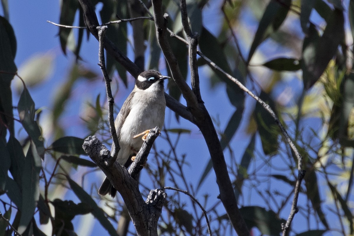 Black-chinned Honeyeater (Black-chinned) - ML495884341