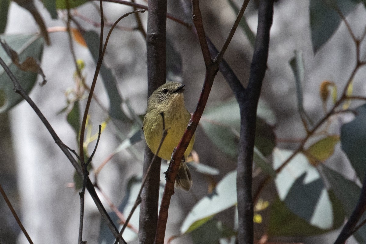 Yellow-rumped Thornbill - ML495885281