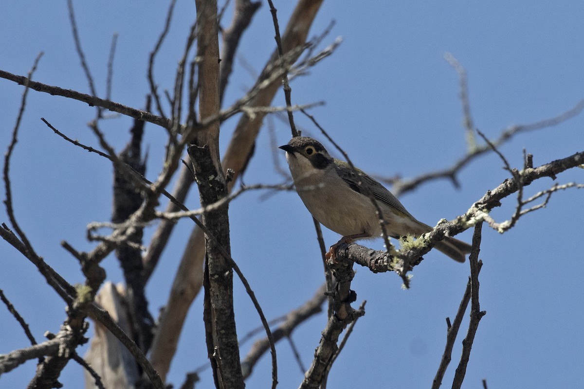 Brown-headed Honeyeater - ML495885301