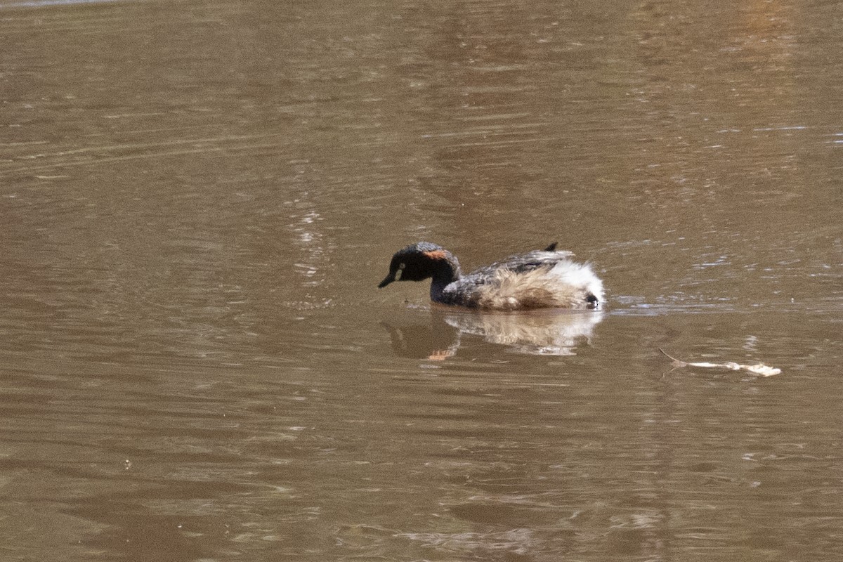 Australasian Grebe - ML495885321