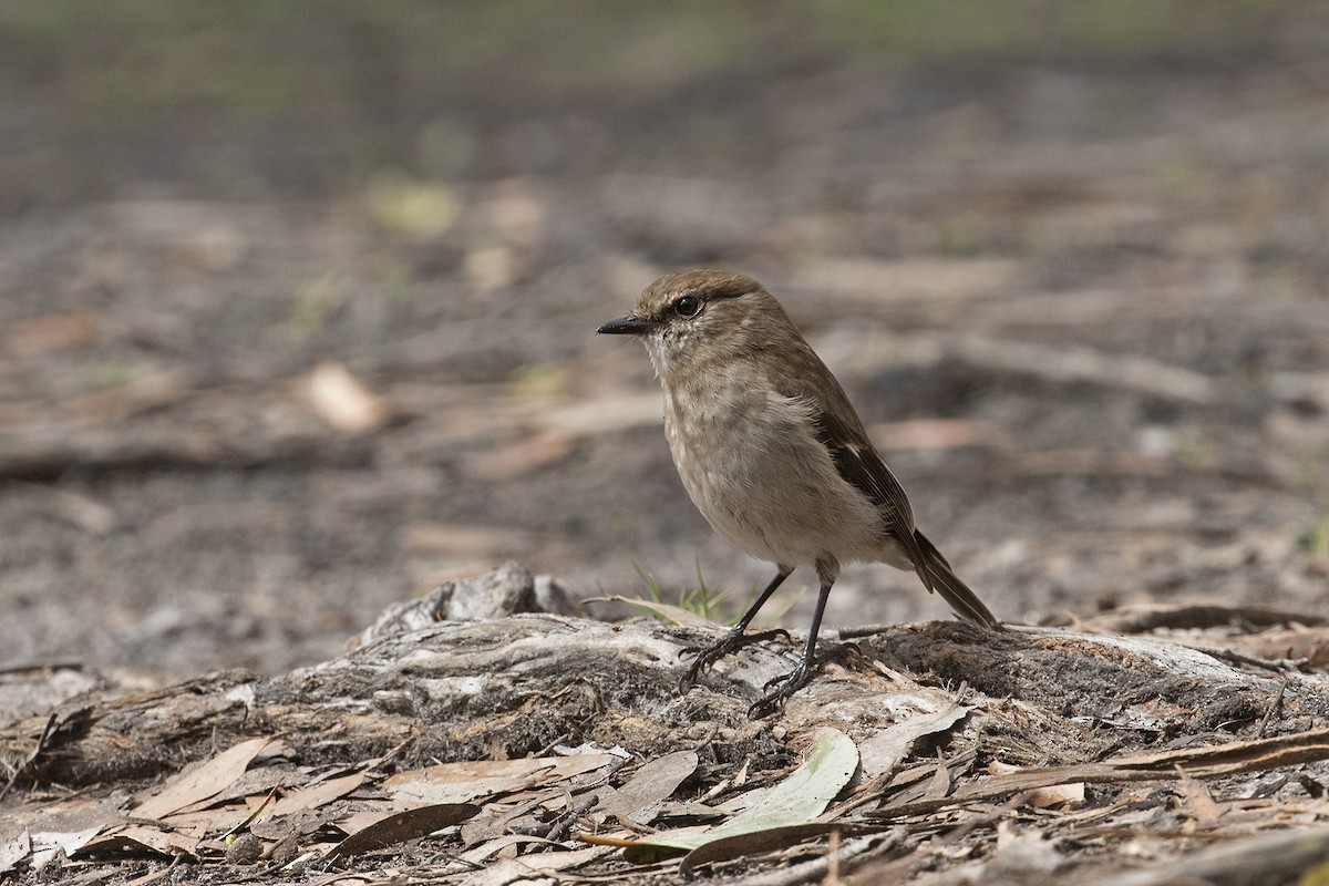 brunflueskvett - ML495887821