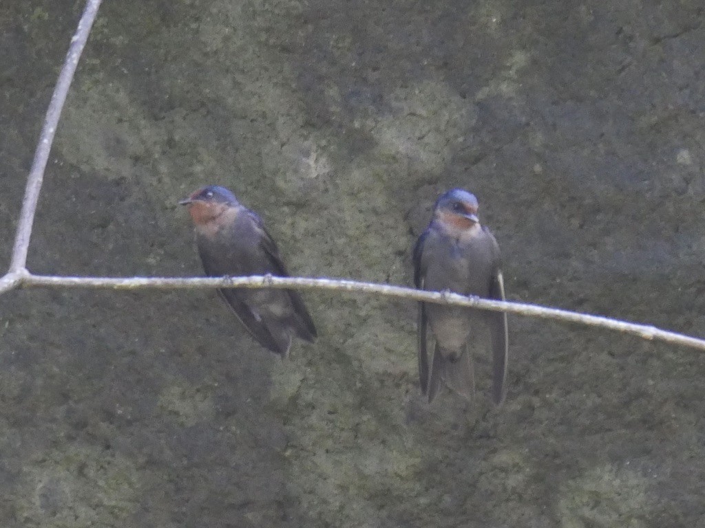 Pacific Swallow (Tahiti) - ML495887911