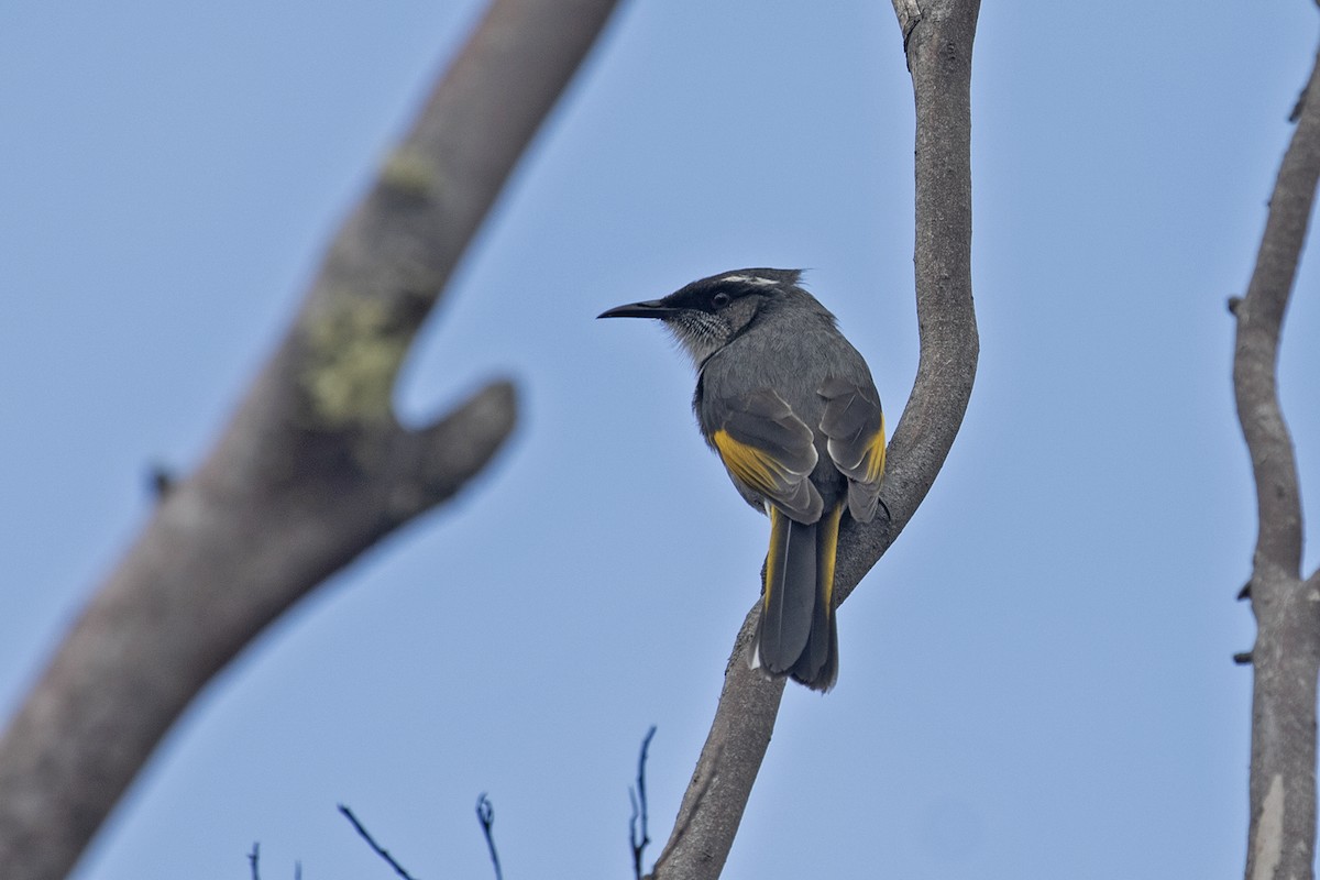 Crescent Honeyeater - ML495888561