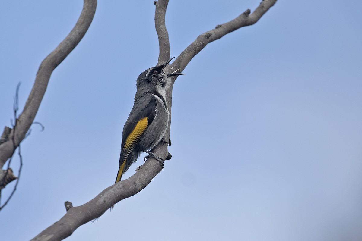 Crescent Honeyeater - ML495888571