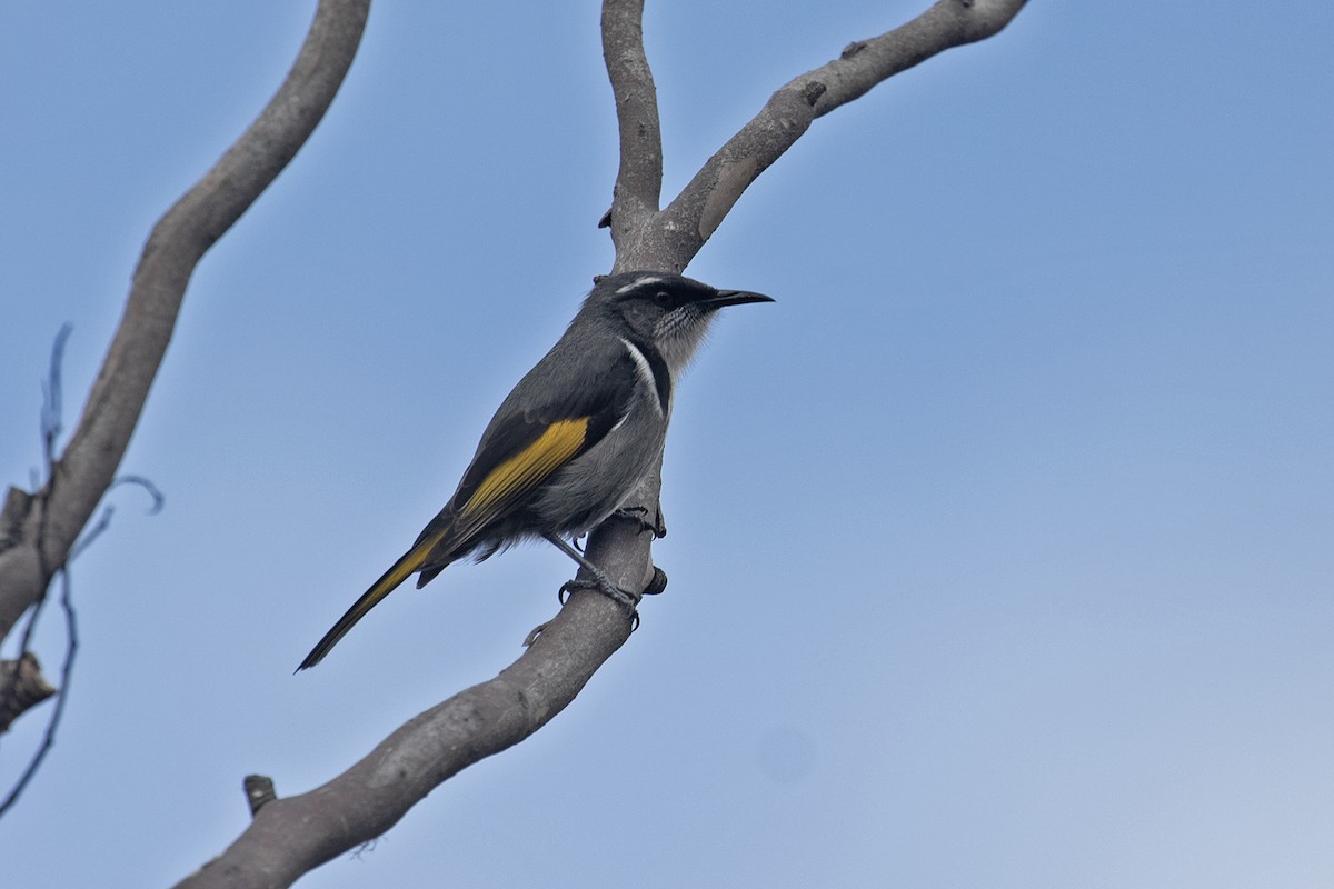 Crescent Honeyeater - ML495888581