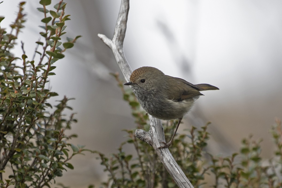 Tasmanian Thornbill - ML495888691
