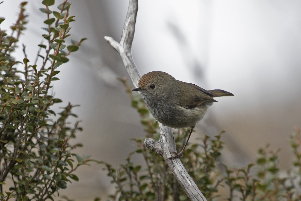 Tasmanian Thornbill - Charley Hesse TROPICAL BIRDING