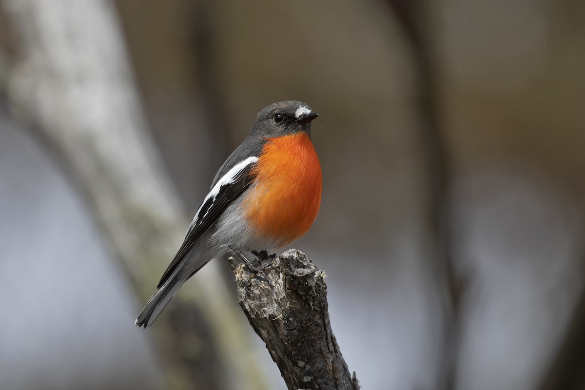 Flame Robin - ML495888731