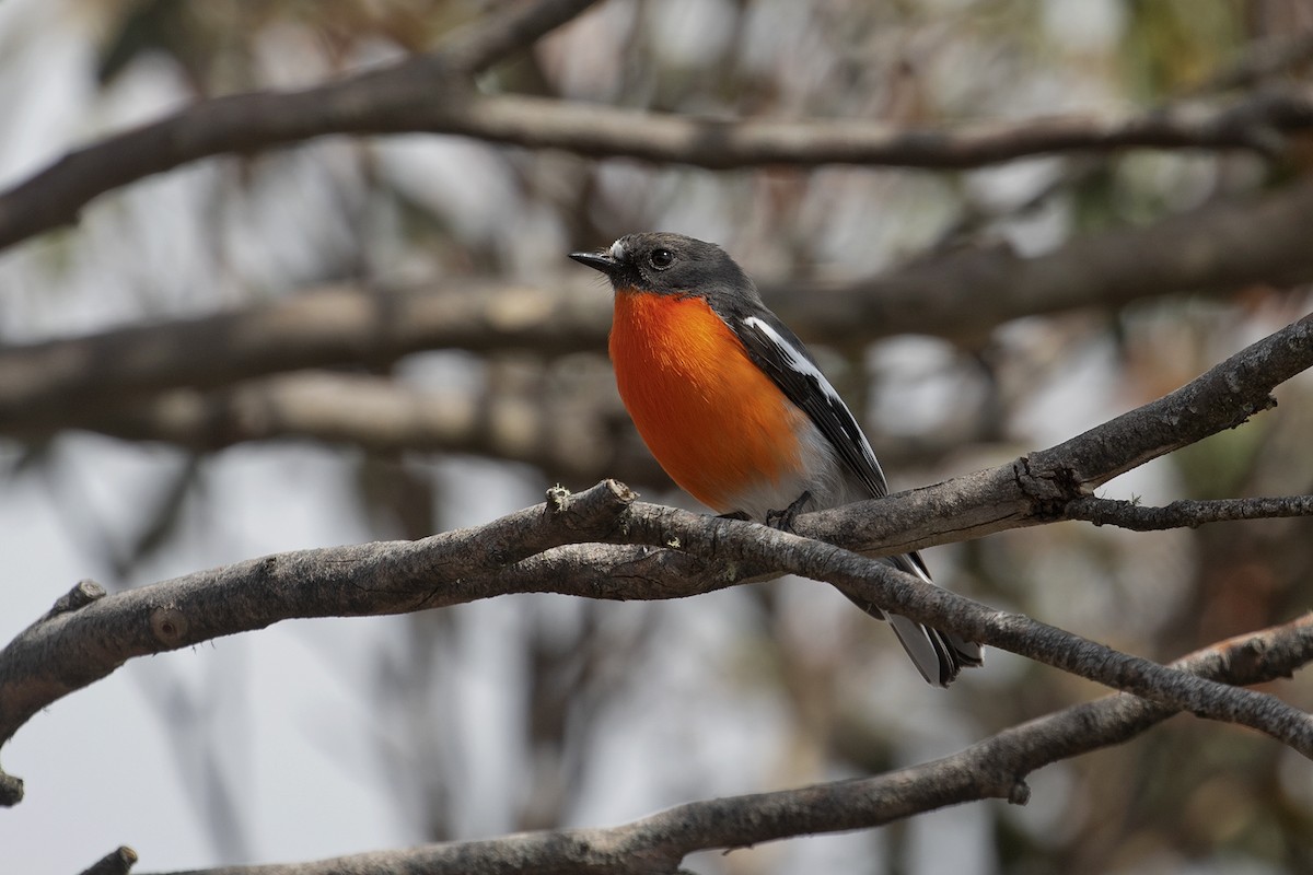 Flame Robin - ML495888741