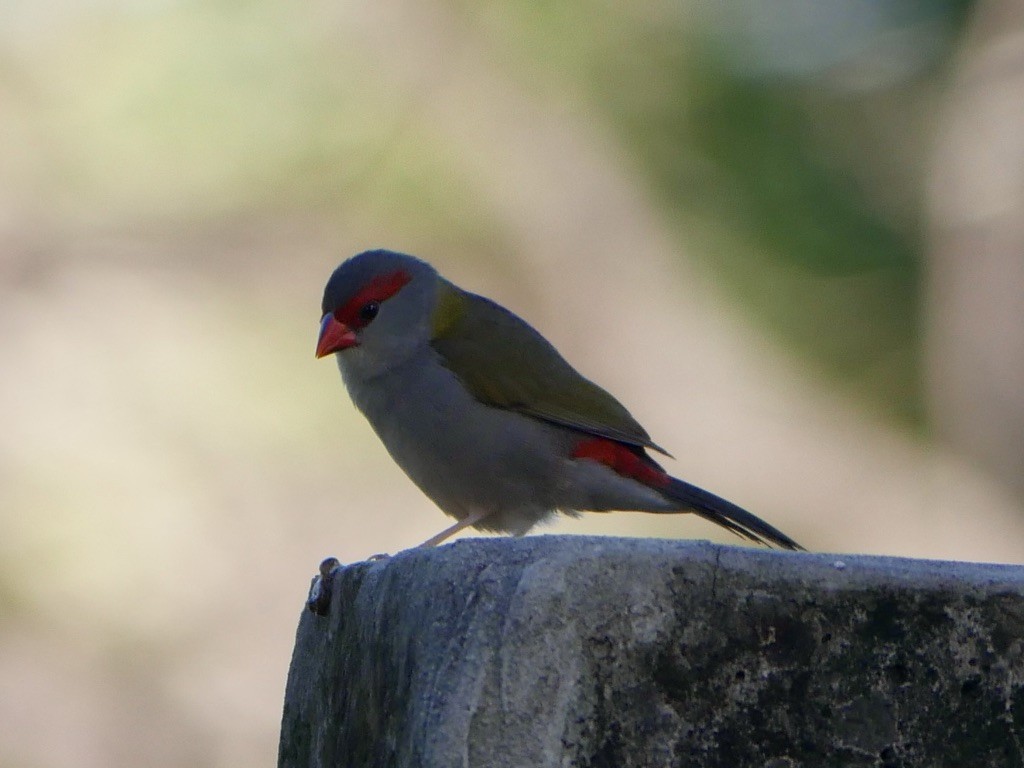Red-browed Firetail - ML495889701