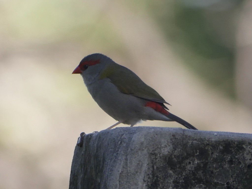 Red-browed Firetail - ML495889731