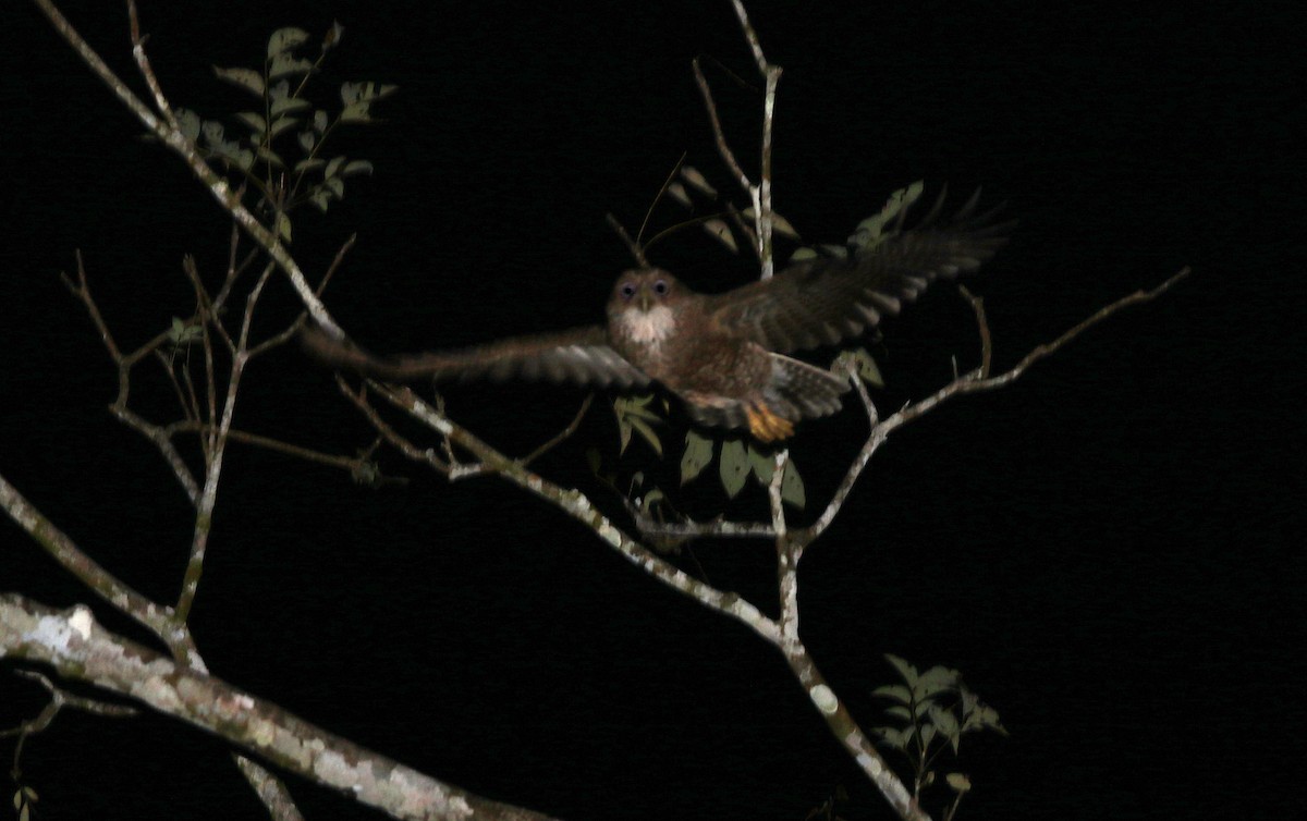 Камигуинская иглоногая сова - ML49589041