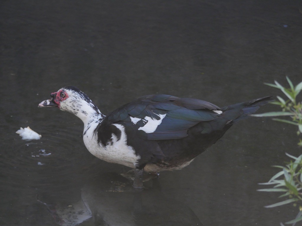 Muscovy Duck (Domestic type) - Richard Hasegawa