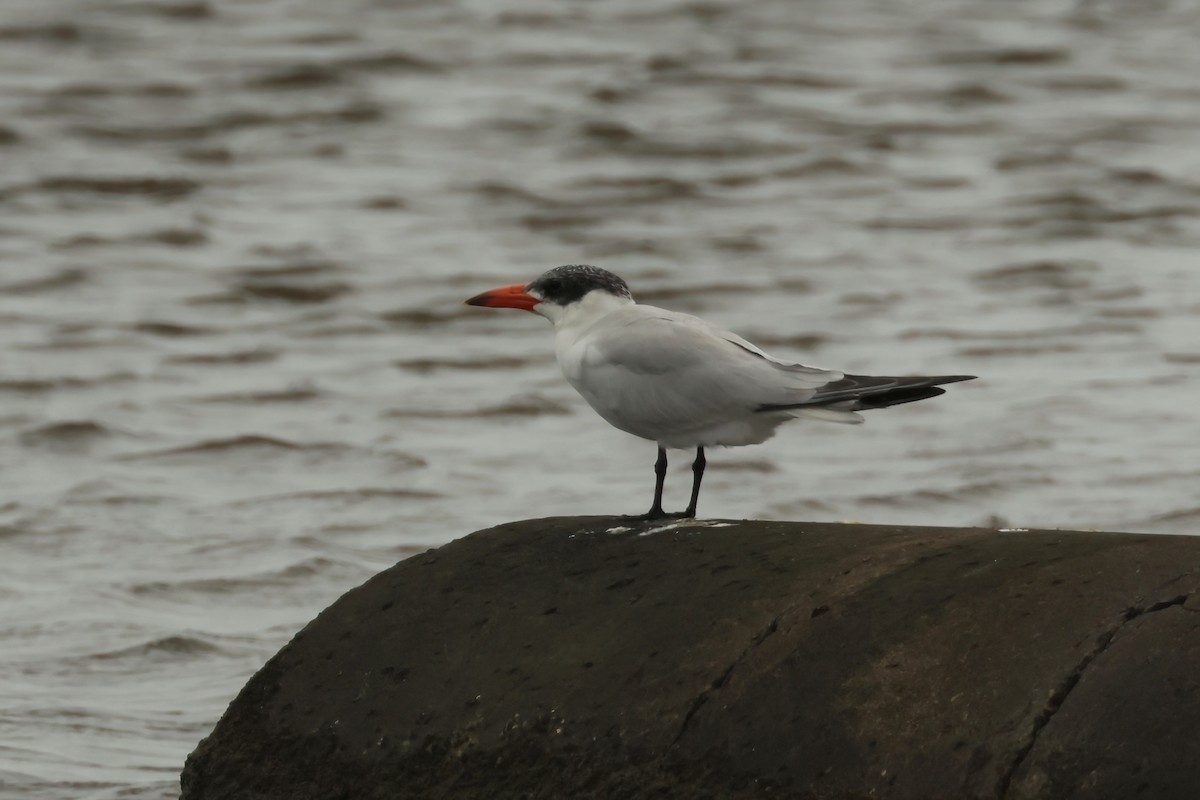 Caspian Tern - Dennis Devers