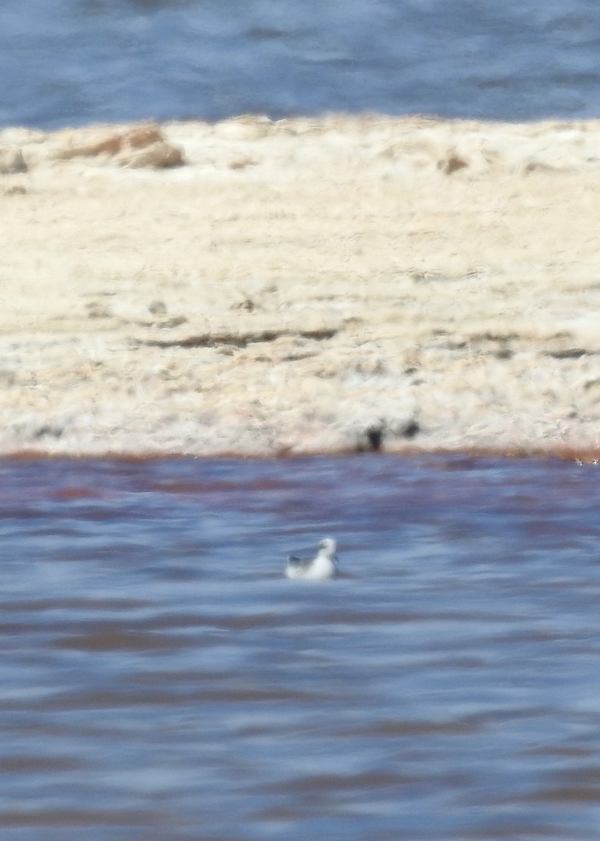 Red-necked Phalarope - Geoffrey Groom