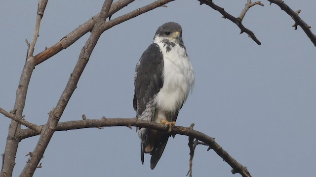 káně černohřbetá (ssp. augur) - ML495890811