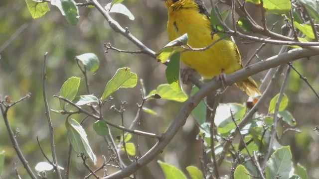 Baglafecht Weaver - ML495890831