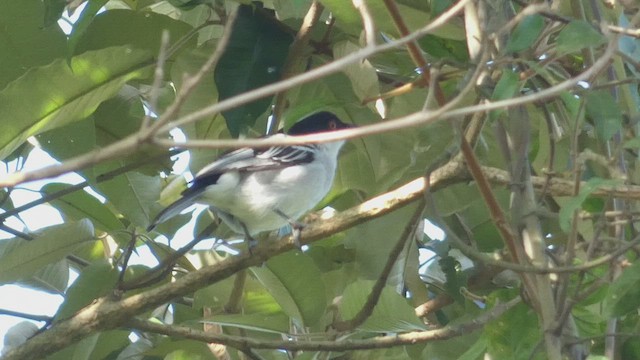 Black-backed Puffback - ML495890861