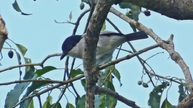 Black-backed Puffback - ML495890871