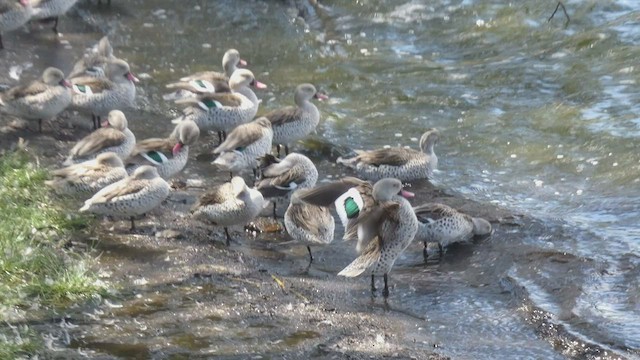 アカハシコガモ - ML495890961