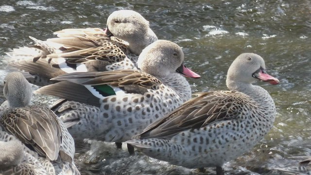 Cape Teal - ML495890981