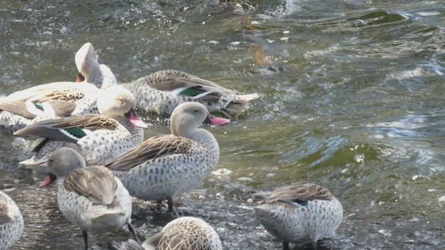 アカハシコガモ - ML495890991